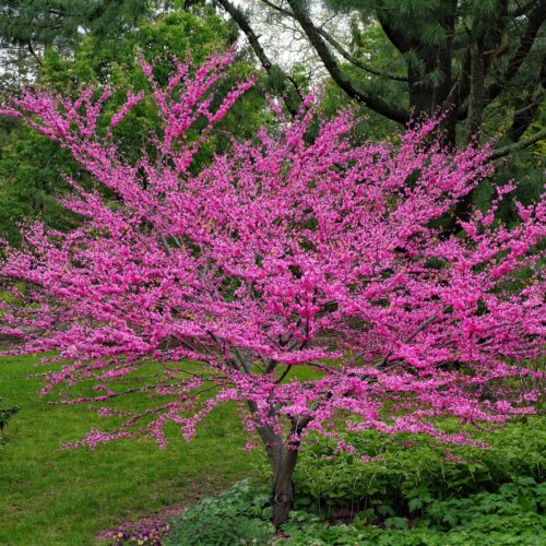 Eastern Redbud (Cercis canadensis)
